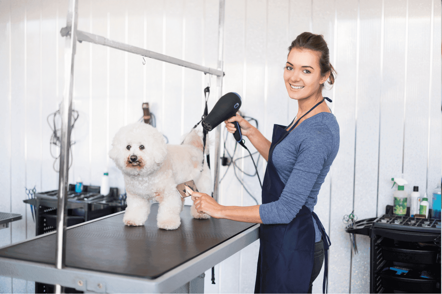 Grooming Berlin auf höchstem Niveau – Liebevolle Pflege im GroomRoom Hundesalon Berlin