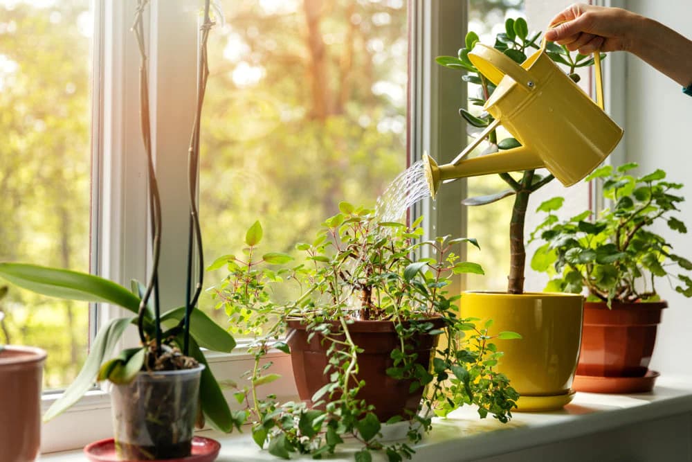 Plantis macht’s möglich: Ihr Garten in voller Blüte mit minimalem Aufwand