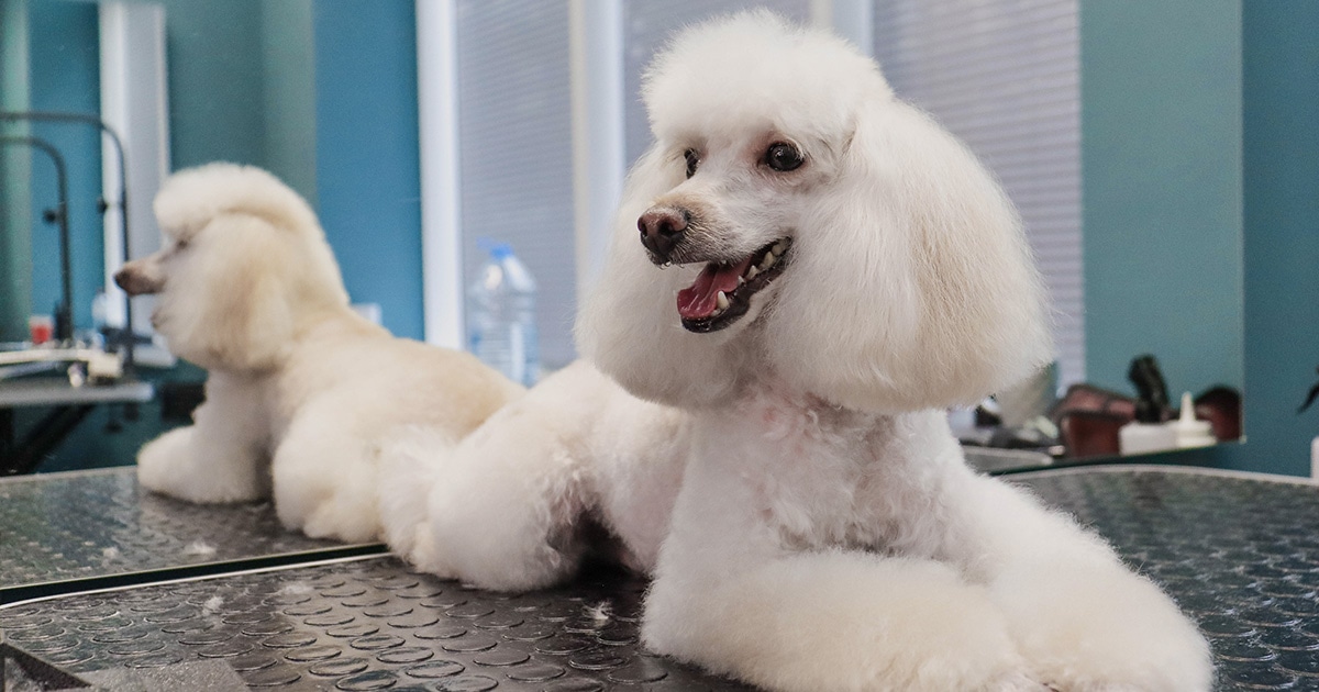 Grooming Berlin auf höchstem Niveau – Liebevolle Pflege im GroomRoom Hundesalon Berlin