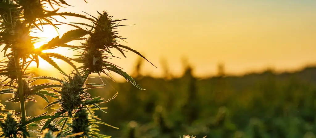 Beste CBD Blüten auswählen – Qualität und Preis im Vergleich